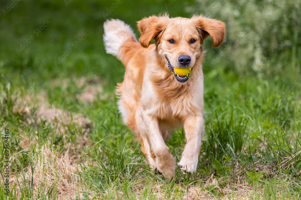 Golden Retriever with yellow ball Golden Retriever with yellow ball