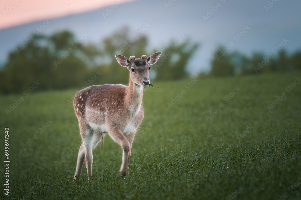Fallow deer fawn Dama Dama in Autumn Fallow deer fawn Dama Dama in Autumn