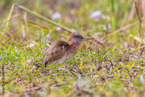 Yellow Bittern, beautiful  bird in the swamp. photo