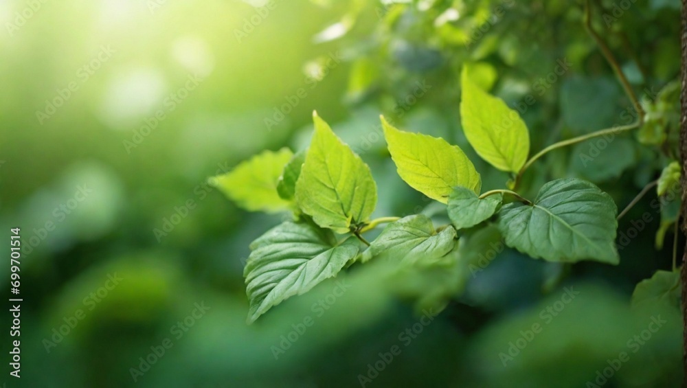 green leaves in sunlight green leaves in sunlight