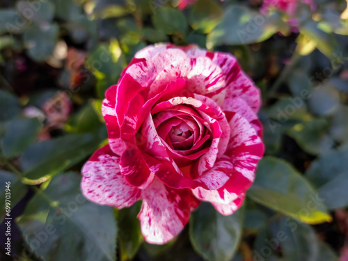 Fotografie Floribunda rose 'Abracadabra' - flowering with striped floweros with blends of w