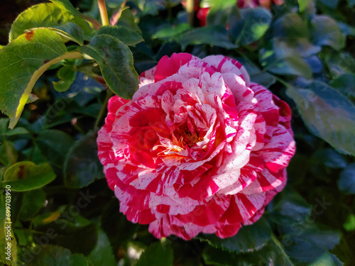 Billede på lærred Floribunda rose 'Abracadabra' - flowering with striped floweros with blends of w