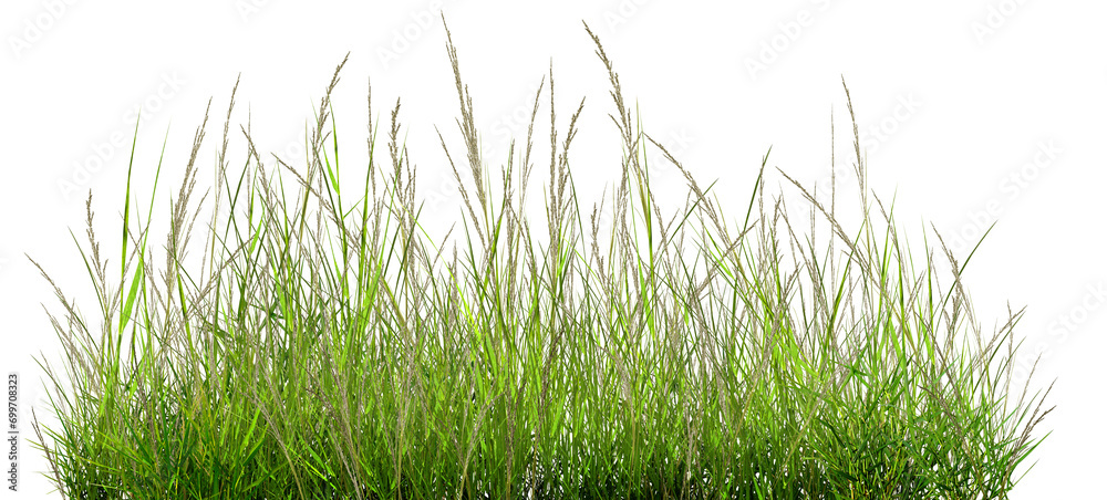 Obraz premium green grass isolated on white, The grass is green, outdoors on a white, natural background, the surface of the grass.