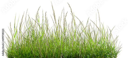 green grass isolated on white, The grass is green, outdoors on a white, natural background, the surface of the grass.