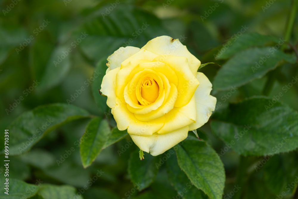 beautiful single yellow rose fragrant flowers blooming in botany garden with green leaves. scent of fresh smell beautiful single yellow rose fragrant flowers blooming in botany garden with green leaves. scent of fresh smell