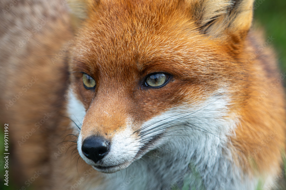 Close-up of a Red Fox Face Close-up of a Red Fox Face