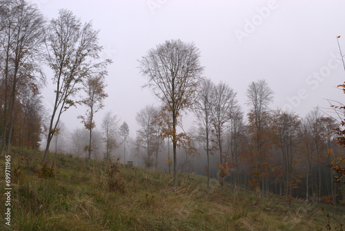 morning in the forest