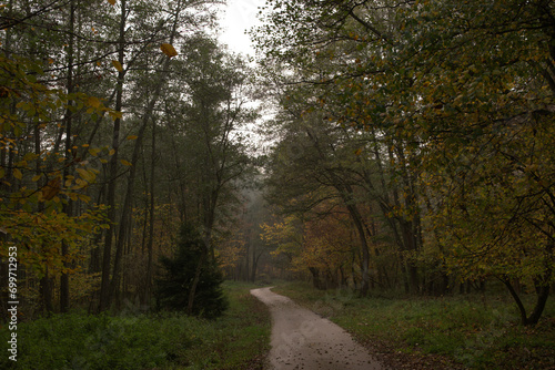 path in the forest