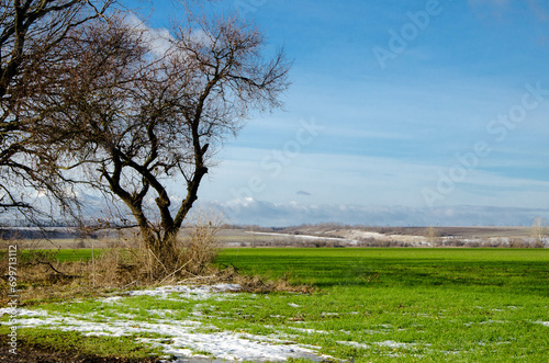 spring landscape, a tree without leaves, green fresh grass and white snow.