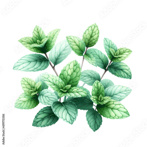 green mint herb with leaves watercolor paint on white for greeting card wedding design