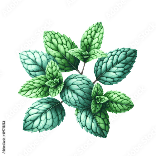 green mint herb with leaves watercolor paint on white for greeting card wedding design