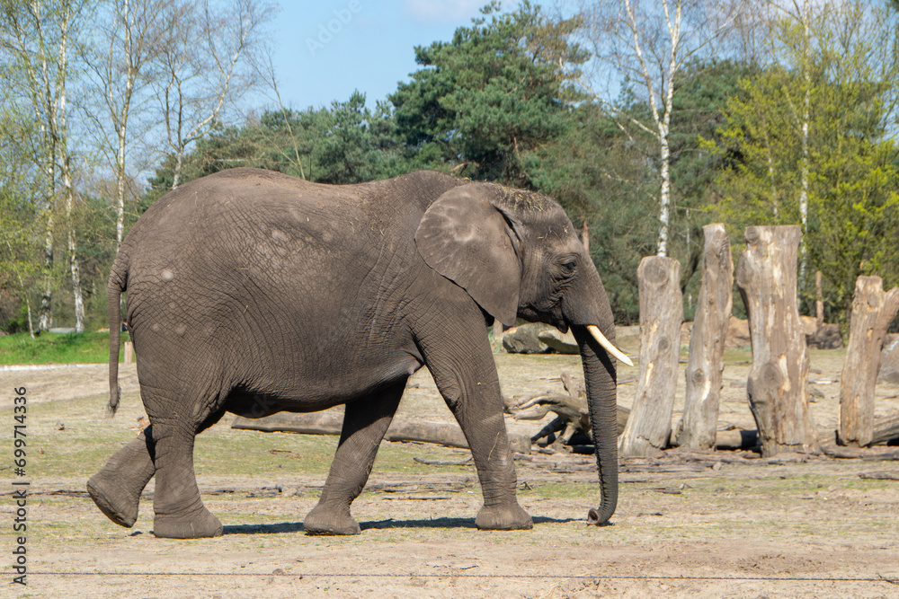 Obraz premium 2023-04 Safaripark