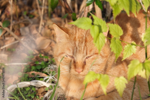 水元公園の野良猫　Stray cats in Mizumoto Park
