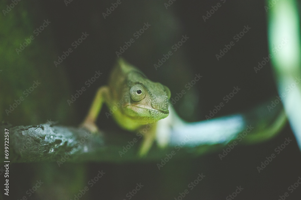 Obraz premium green chameleon with a black background