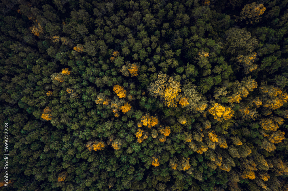 Top down drone shot of forest in autumn colors. River flowing through pine forest. Vibrant foliage. Earth texture.