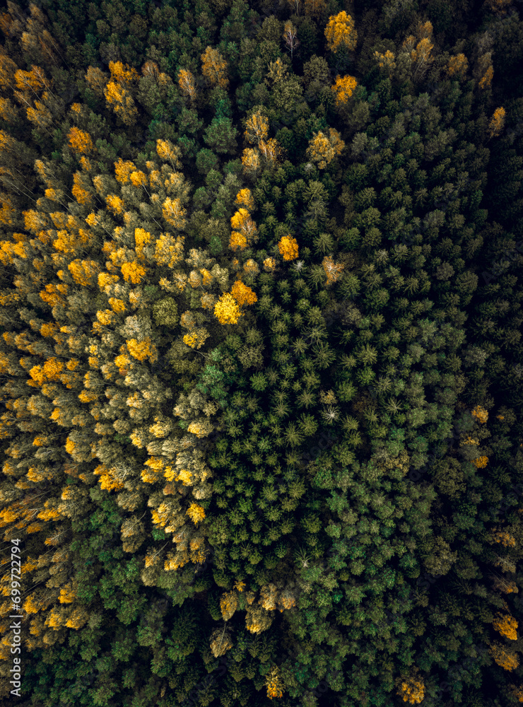 Top down drone shot of forest in autumn colors. River flowing through pine forest. Vibrant foliage. Earth texture.
