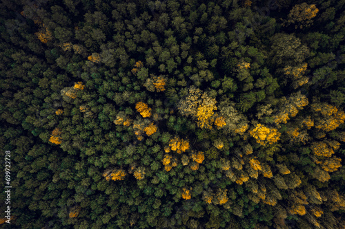 Obraz na płótnie Top down drone shot of forest in autumn colors. River flowing through pine forest. Vibrant foliage. Earth texture. w salonie