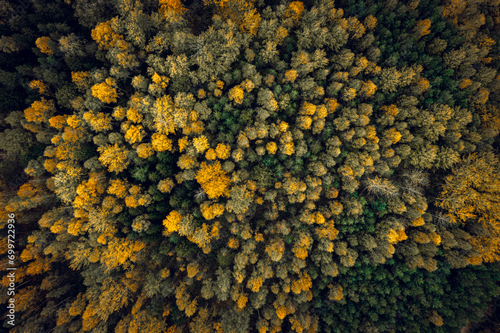 Top down drone shot of forest in autumn colors. River flowing through pine forest. Vibrant foliage. Earth texture.