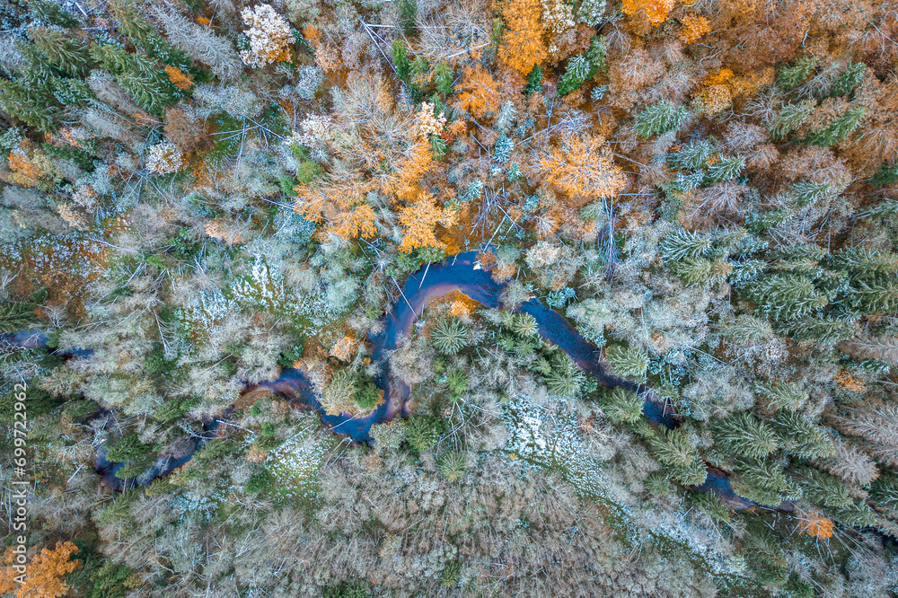 Top down drone shot of forest in autumn colors. River flowing through pine forest. Vibrant foliage. Earth texture.