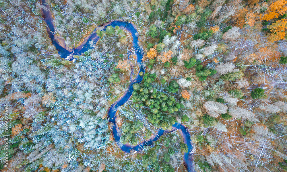 Top down drone shot of forest in autumn colors. River flowing through pine forest. Vibrant foliage. Earth texture.