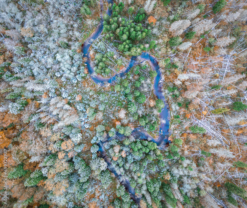Top down drone shot of forest in autumn colors. River flowing through pine forest. Vibrant foliage. Earth texture.