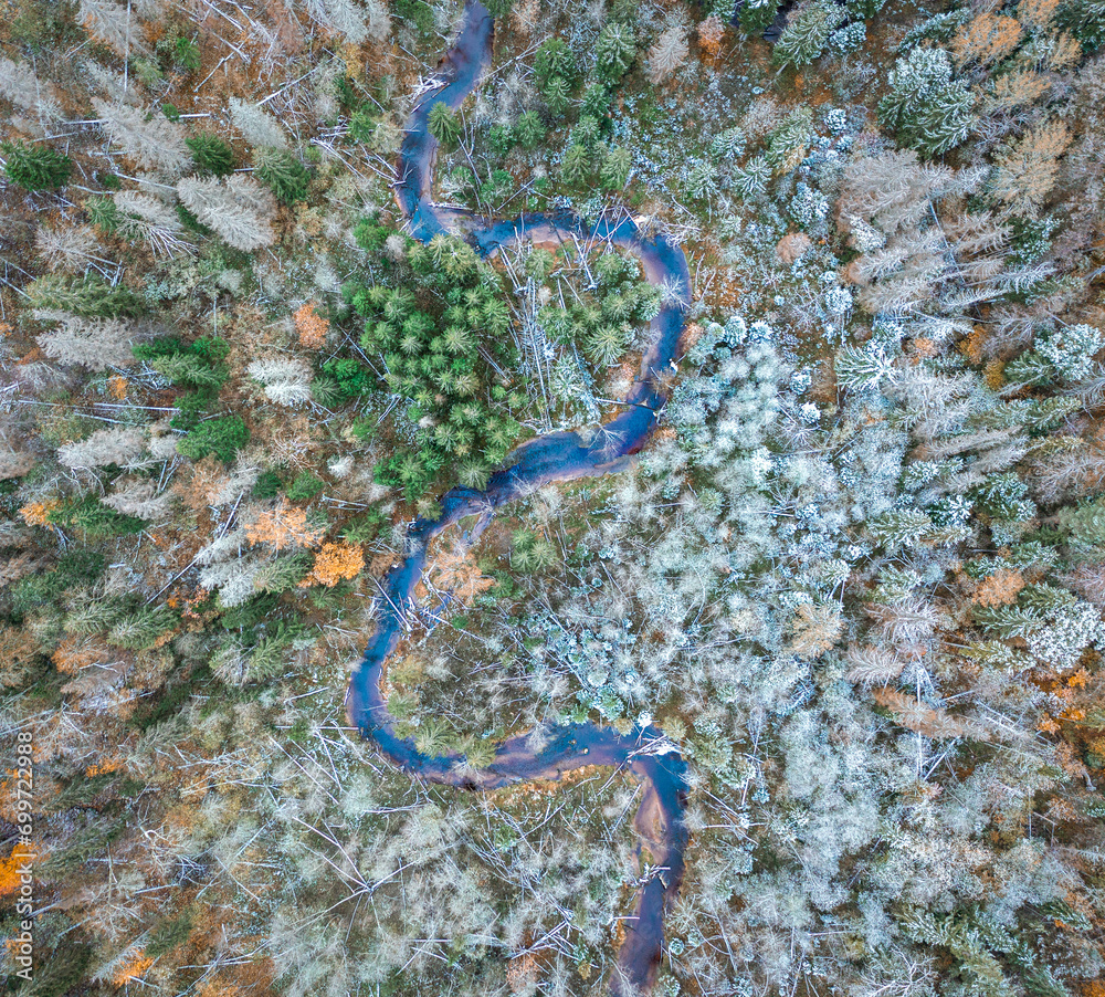 Top down drone shot of forest in autumn colors. River flowing through pine forest. Vibrant foliage. Earth texture.