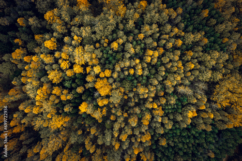 Obraz na płótnie Top down drone shot of forest in autumn colors. River flowing through pine forest. Vibrant foliage. Earth texture. w salonie