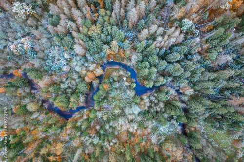 Top down drone shot of forest in autumn colors. River flowing through pine forest. Vibrant  foliage. Earth texture.