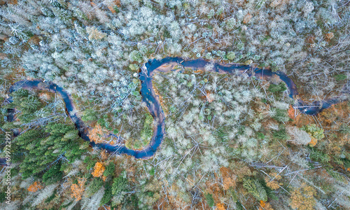 Obraz na płótnie Top down drone shot of forest in autumn colors. River flowing through pine forest. Vibrant foliage. Earth texture. w salonie
