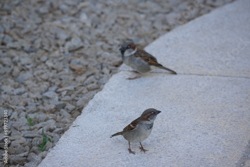 Two brown birds on white concrete pavement 