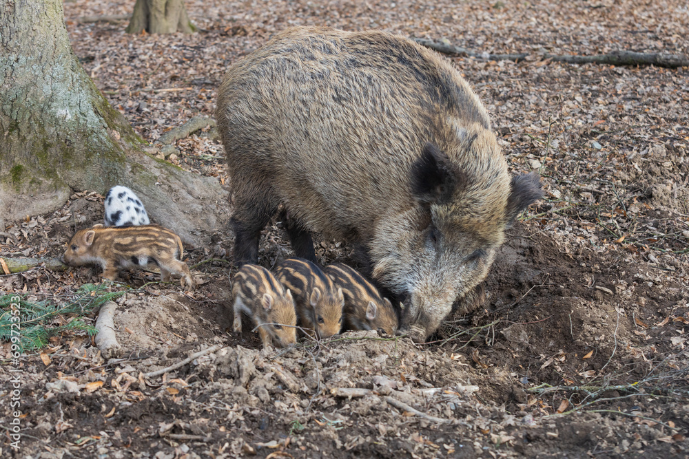 Wild boar - Sus scrofa - in the forest and by the in its natural habitat. Photo of wild nature. Wild boar - Sus scrofa - in the forest and by the in its natural habitat. Photo of wild nature.