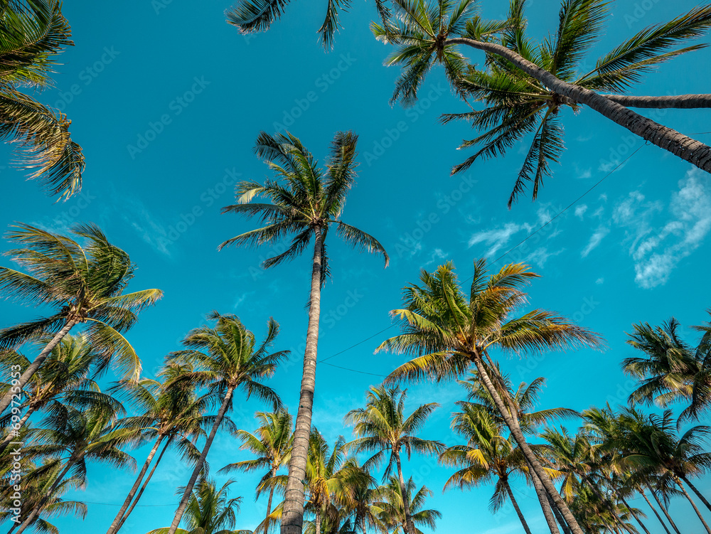 The Palm trees of Miami Beach