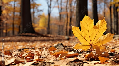 autumn leaves on the ground