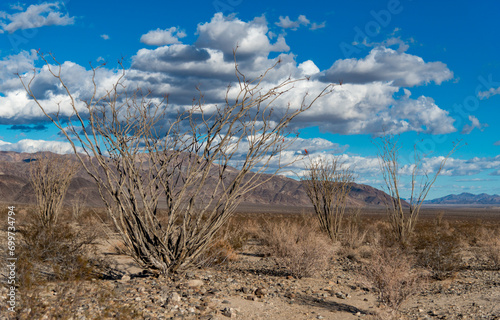 Ocotillo plant (Fouquieria splendens) in the desert of Arizona, USA photo