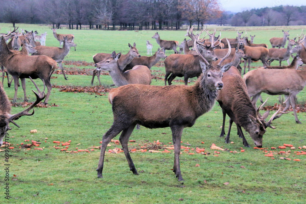 Fototapeta premium A view of a Red Deer Stag