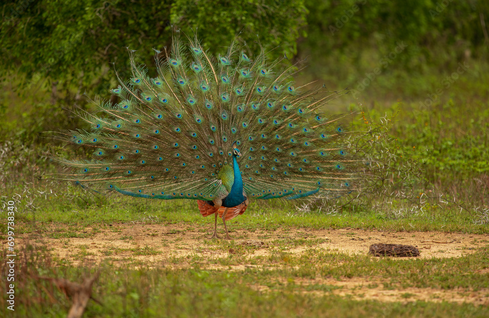 Obraz premium Peacock is the name given to two species of birds from the Pavo genus from the pheasant family. During the courtship period, the male peacock is known for his tails, which he displays openly.