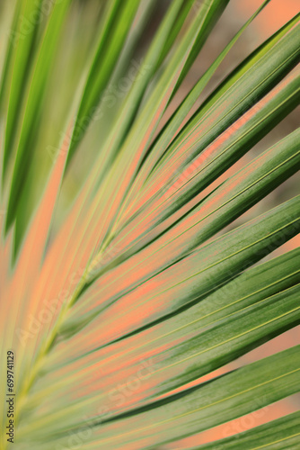 Tropical palm leaves. Floral background. Close up green red palm leaf texture. Beautiful light shadow on a palm leaf. Leaf texture. Tropical plant branches. Striped palm foliage 