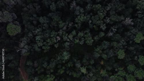 Toma con dron cenital giratoria de arboles en un bosque oscuro a la sombra.  photo