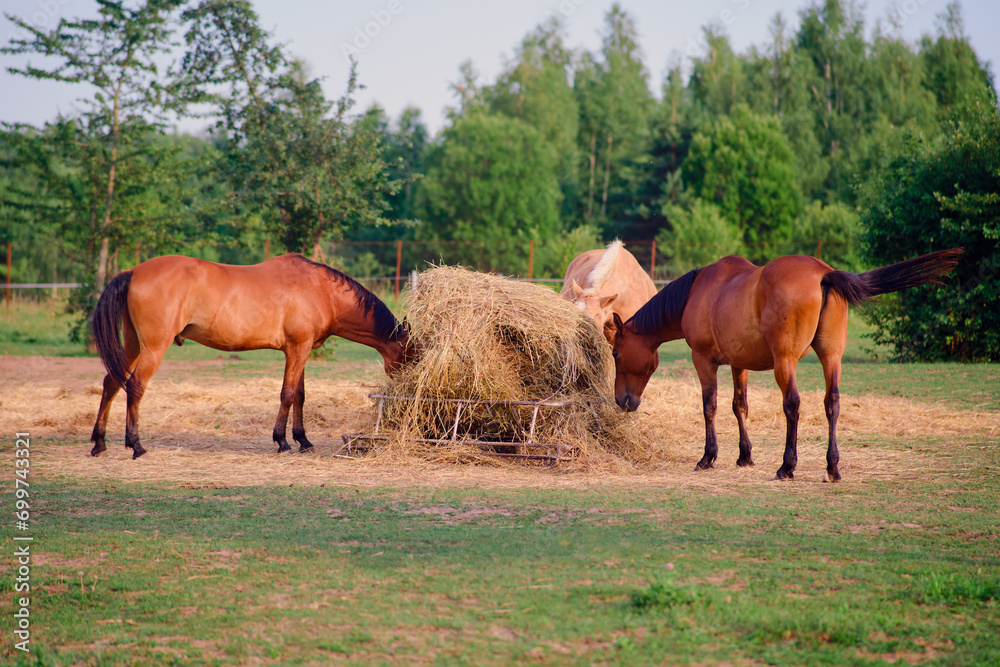 The herd of horses feeds on the fresh hay in the field, enjoying the warm summer day on the rural ranch. The herd of horses feeds on the fresh hay in the field, enjoying the warm summer day on the rural ranch.