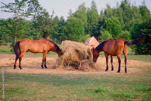 The herd of horses feeds on the fresh hay in the field, enjoying the warm summer day on the rural ranch.