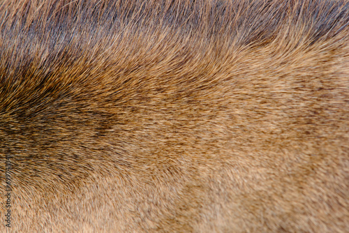 Background of beige horse fur pelt, texture of brown horse mane wool