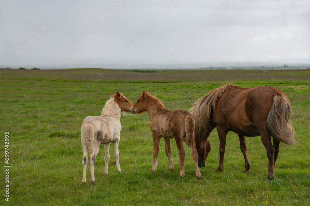 Two Icelandic horses and their foals stand in a green field with a cloudy sky overhead in Iceland Two Icelandic horses and their foals stand in a green field with a cloudy sky overhead in Iceland