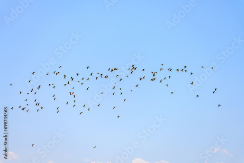 Flock of Common Stilt or Himantopus himantopus, in flight.