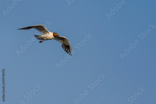 Black-headed Gull or Chroicocephalus ridibundus, in flight.