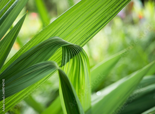 Close-up of vibrant green palm leaves in nature photo