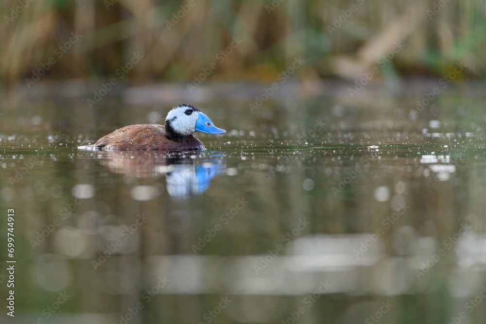 White-headed duck or Oxyura leucocephala, is a species of anseriform bird in the family Anatidae. White-headed duck or Oxyura leucocephala, is a species of anseriform bird in the family Anatidae.