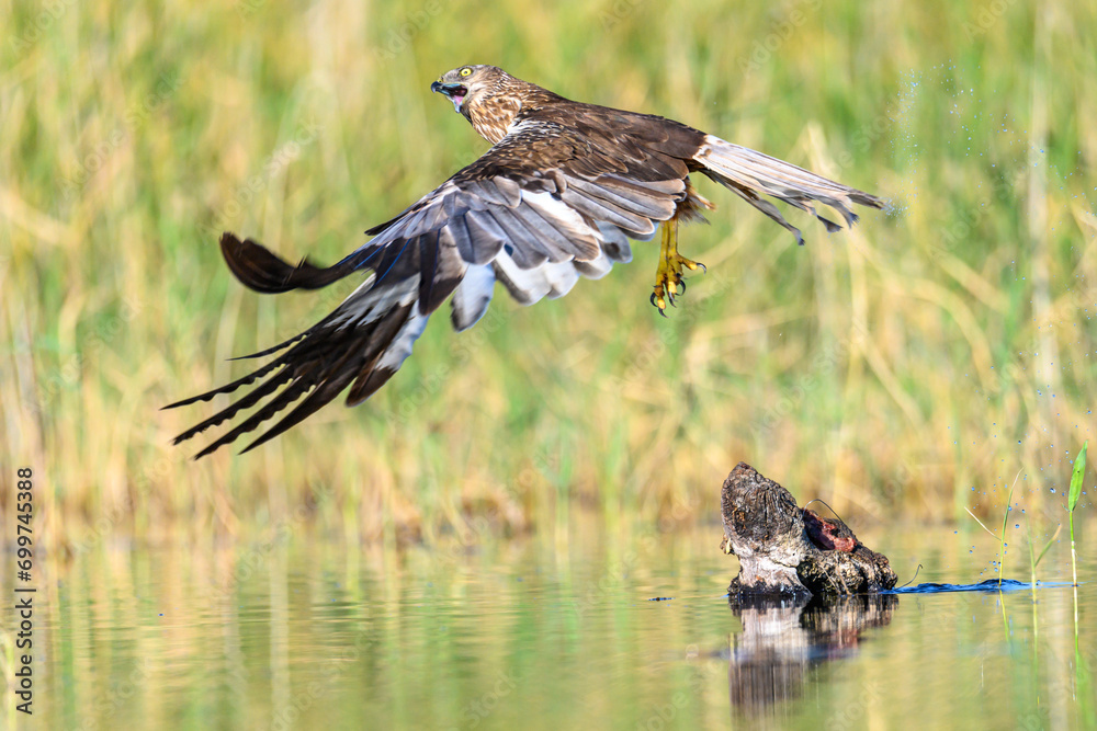 Obraz premium Western marsh harrier or Circus aeruginosus, of the Accipitridae family.