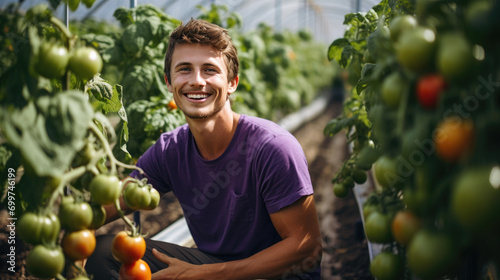Smiling man in a greenhouse, picking ripe tomatoes