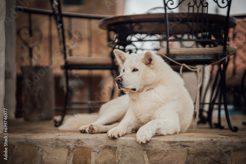 Dog Akita