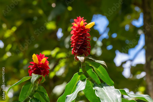 Close up of the red and yellow flower of the Spiral Ginger, Red Tower Ginger scientific name Costus barbatus in Kauai, Hawaii, United States.
 photo